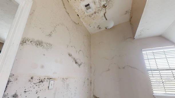 Mold Odor Removal Services in North Fort Myers, FL