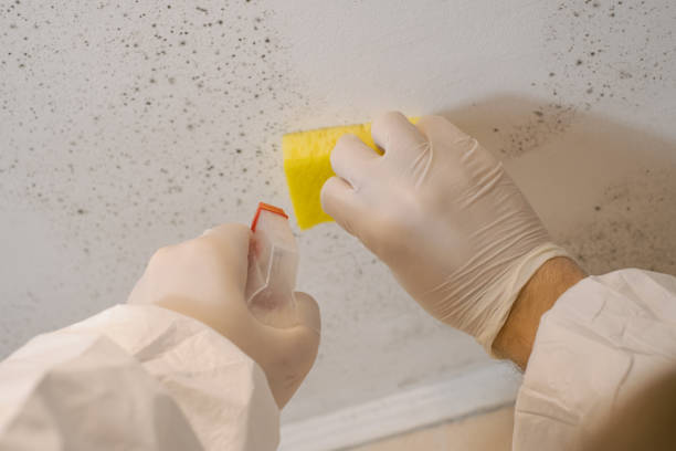 Best Black Mold Removal  in North Fort Myers, FL