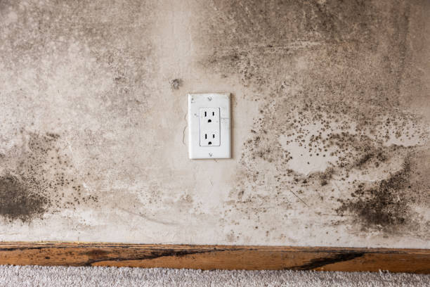 Best Post-Remediation Verification Testing  in North Fort Myers, FL