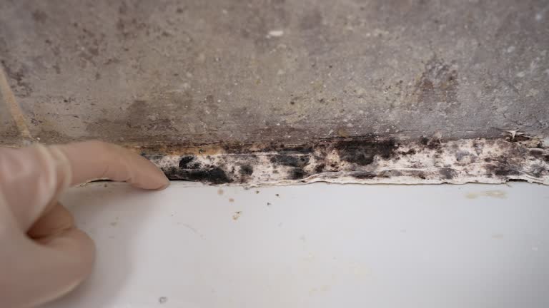 Best Indoor Air Quality Assessment  in North Fort Myers, FL