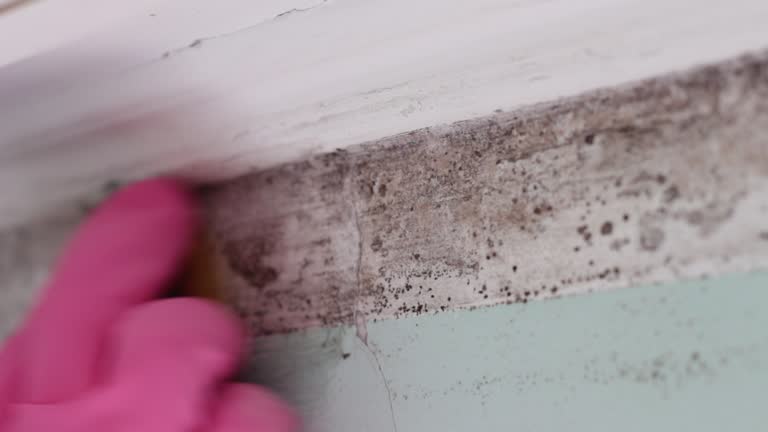 Best Comprehensive Air Testing for Mold Contaminants  in North Fort Myers, FL